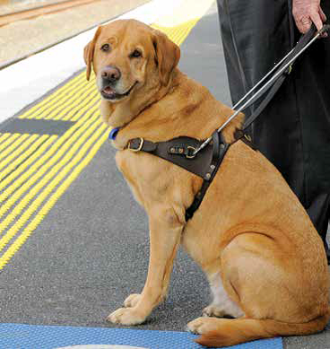 Guide Dog