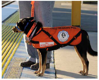 Lions Hearing Dog